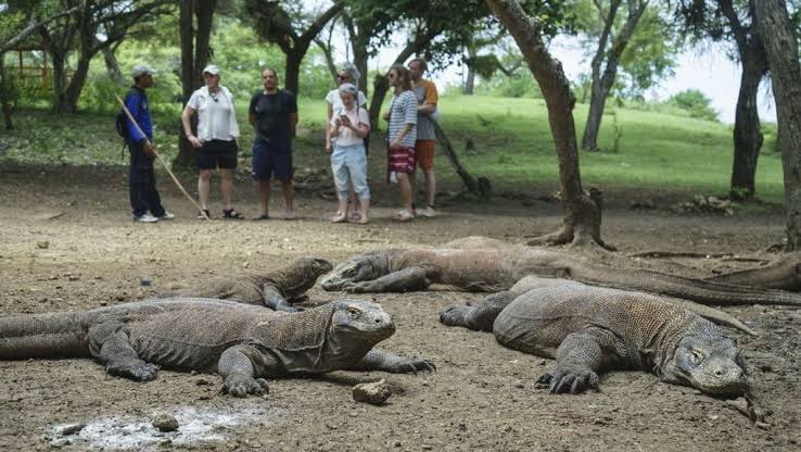 Berlaku 1 Januari 2023, Tiket Masuk Pulau Komodo jadi Rp3,75 Juta